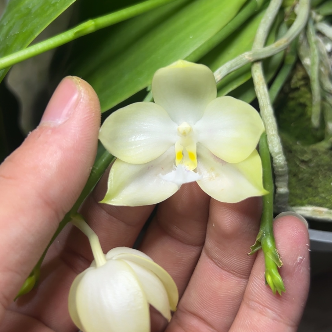 完全开放l017ys1145