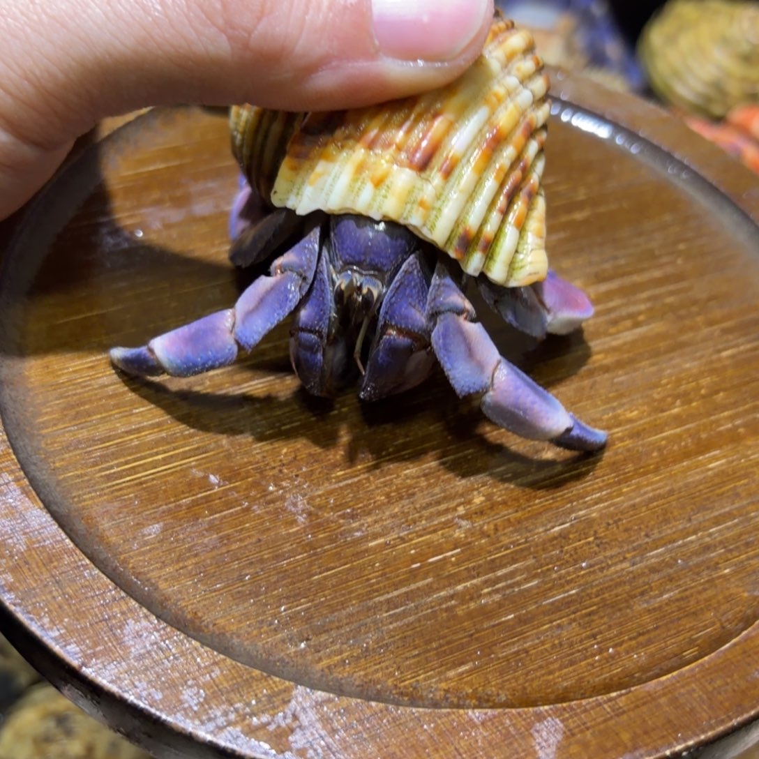 活体寄居蟹 不退不换 25