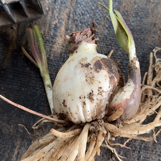 双梦7-8厘米包对版带两个侧