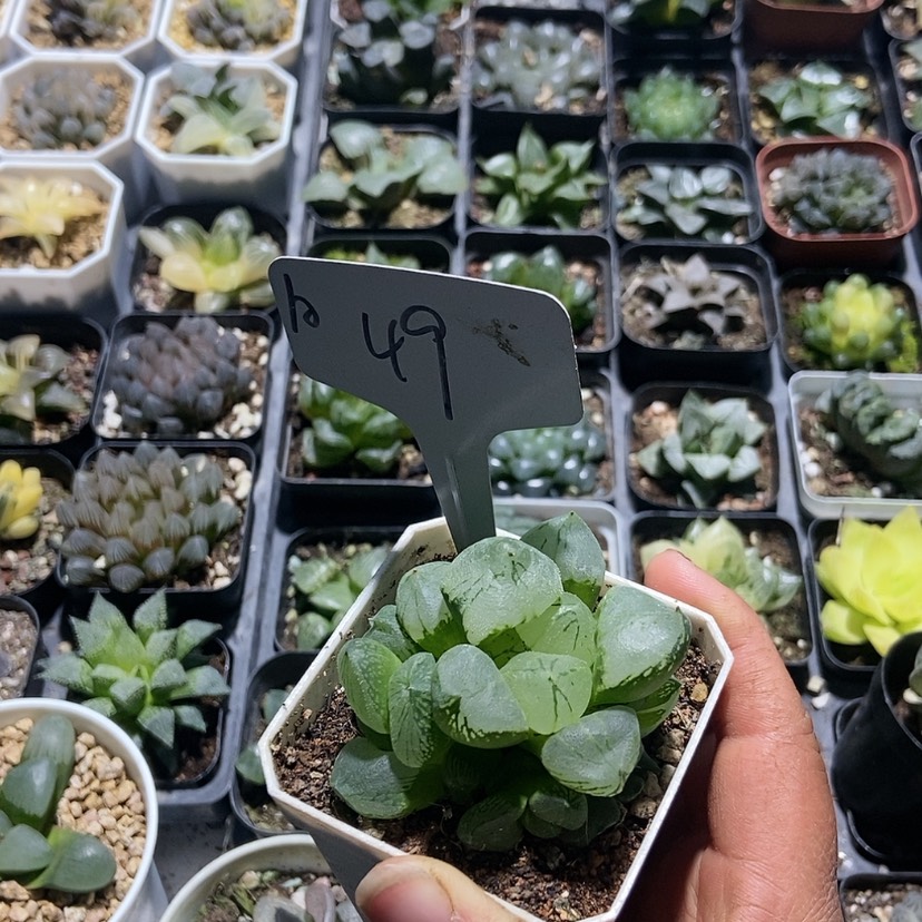 【闪购商品】49美人