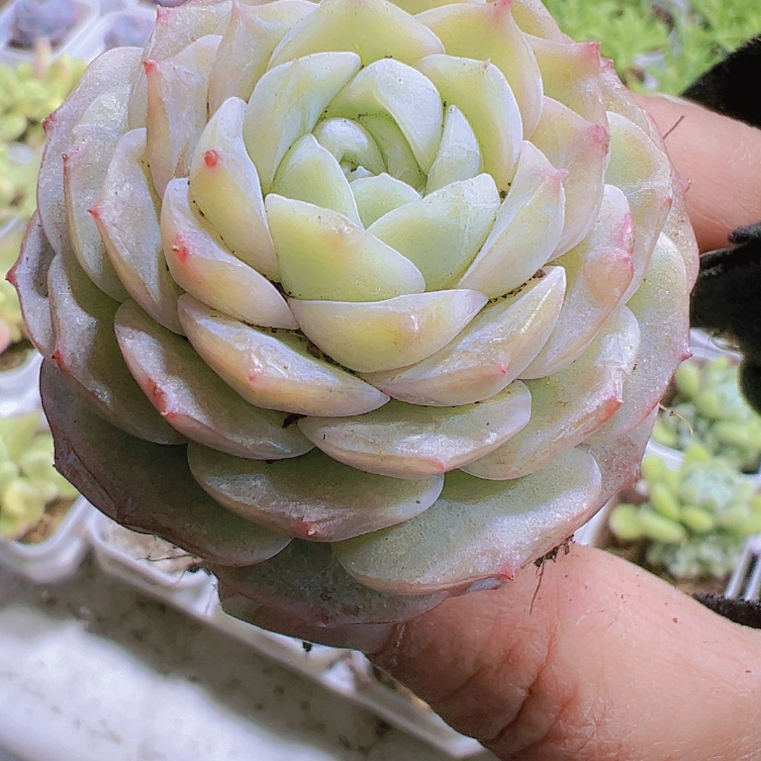 宝塔纯爱多肉植物