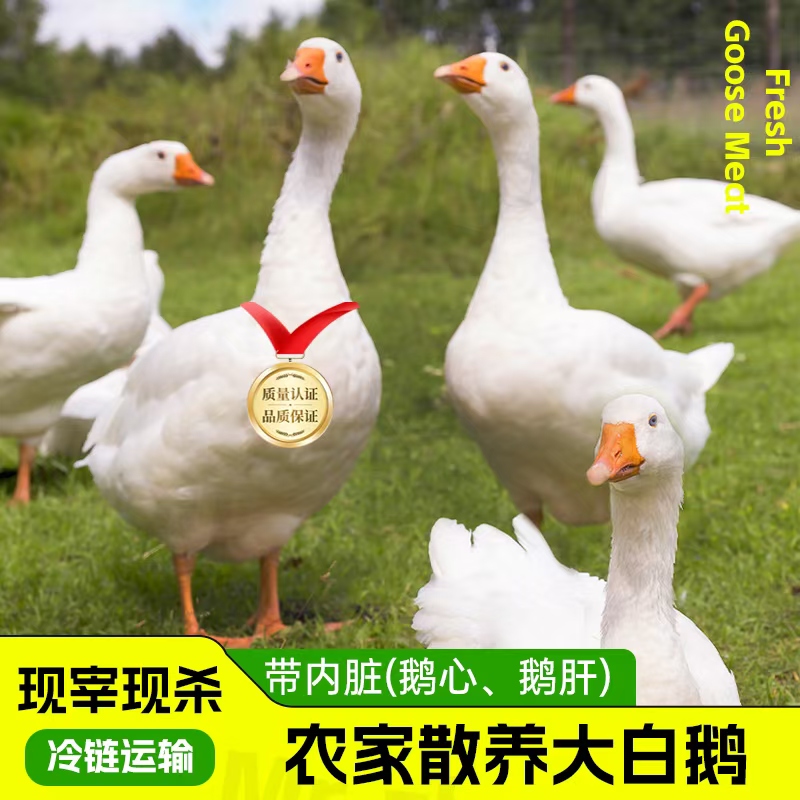 山东大白鹅仔鹅买一送一到手2只净重9斤带心肝不带头包 冷链发货