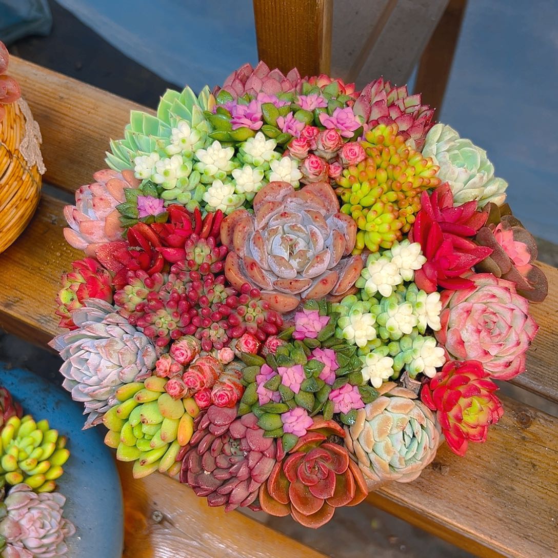 金玉满堂花园多肉组合