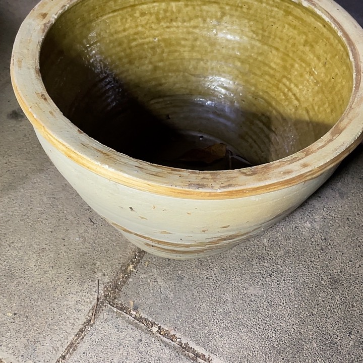 无花朵玫瑰花鲜花