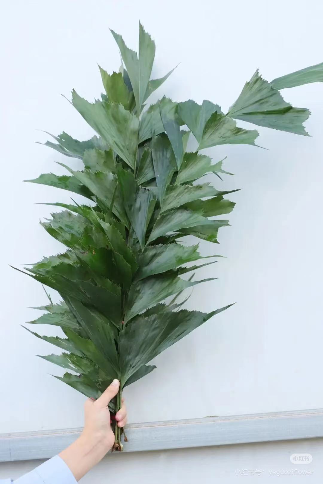 4把鱼尾叶配叶基地包邮配花配草节日鲜花新鲜