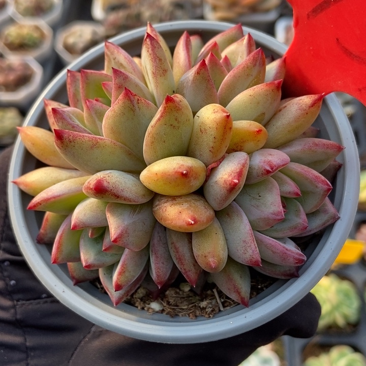 1739夜魔侠多肉植物保护