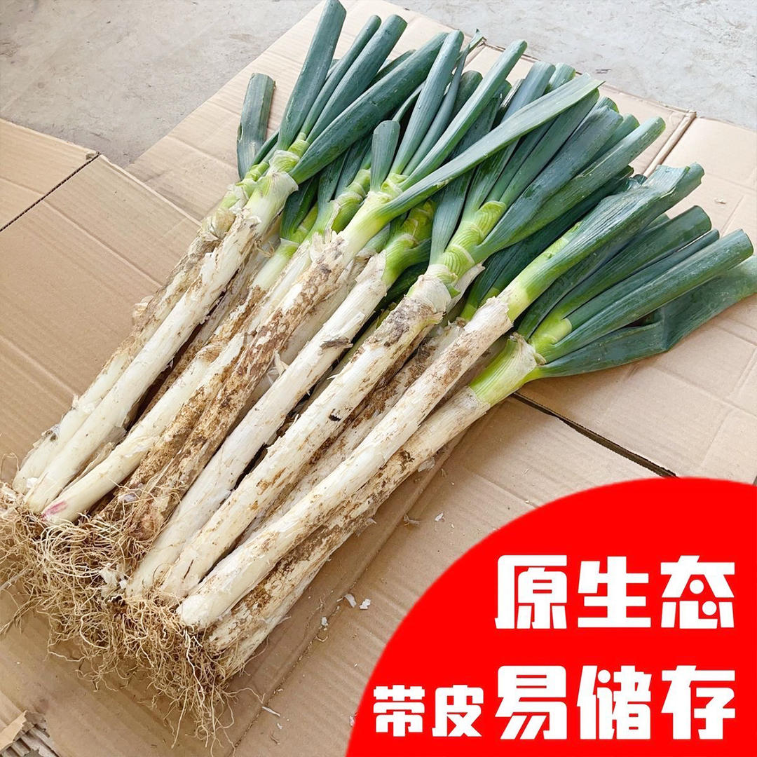 【现挖现发】没有科技与狠活新鲜大葱山东铁杆苯葱带皮去半叶毛葱