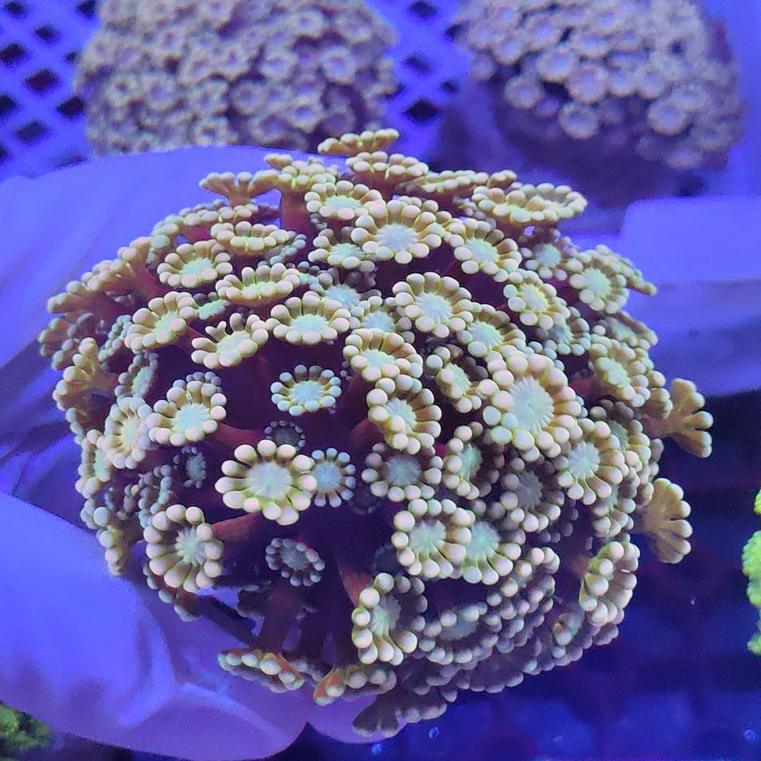 智海海洋珊瑚 不支持退货不包邮