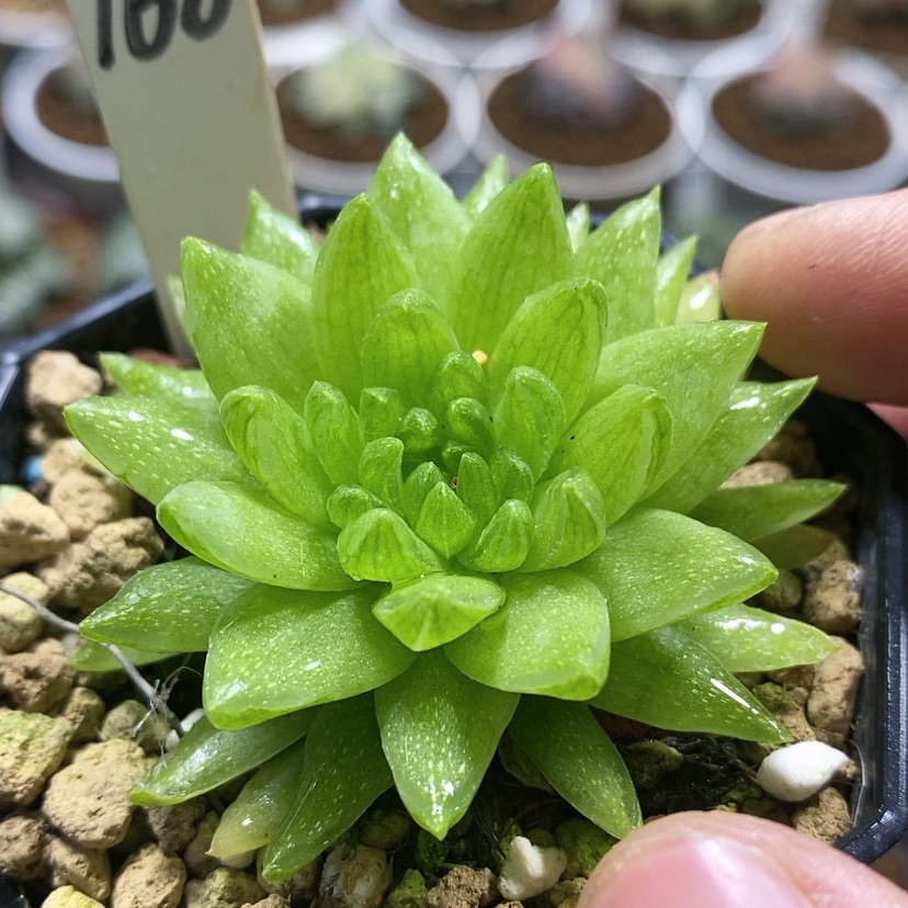 【闪购商品】168菊日笠