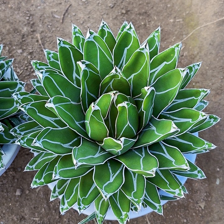 用***6完全开放屉之雪裸根