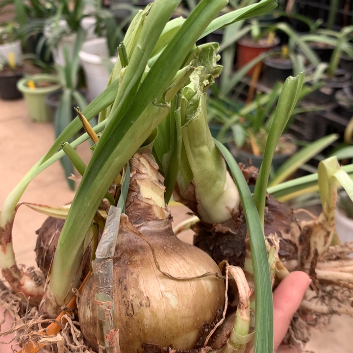 无花朵闪亮朱顶红5cm+（3）