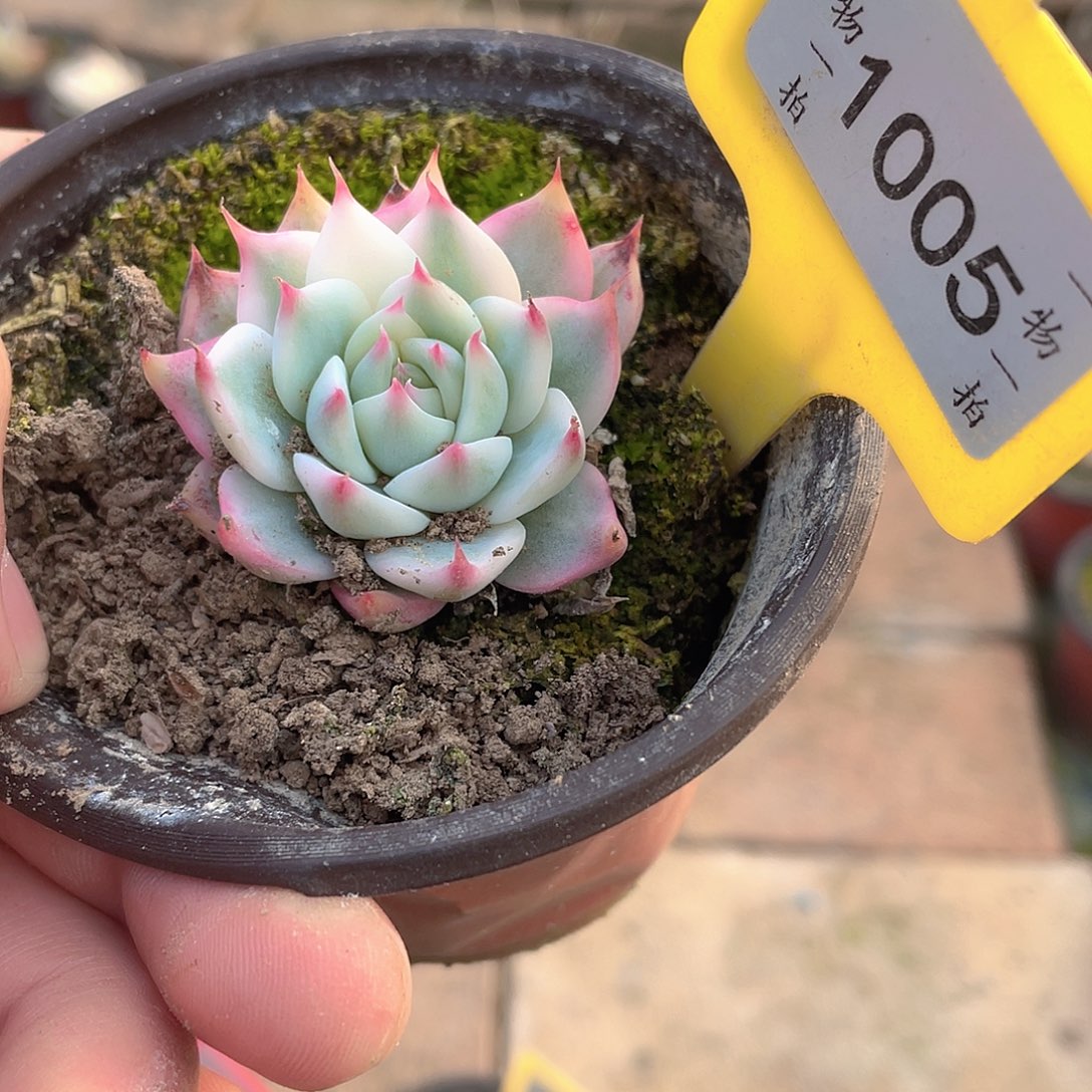 1005号多肉植物盆栽