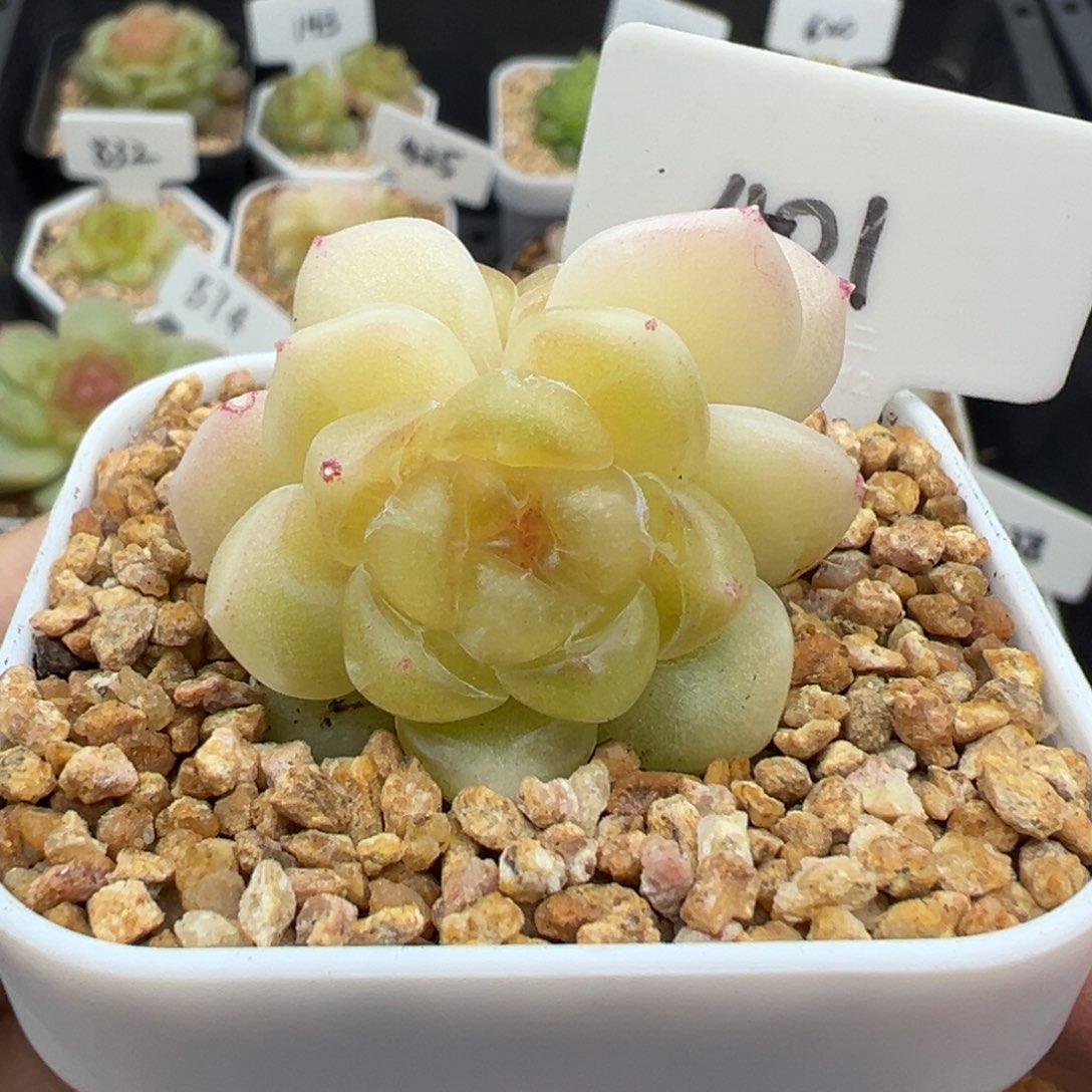 401号财富密码现金