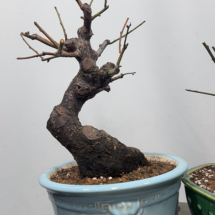 花朵花朵朵花朵朵花