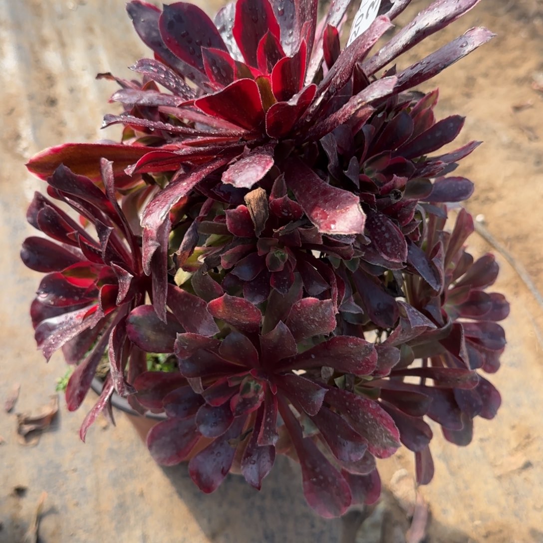 蒙娜丽莎361满20包邮断枝不包