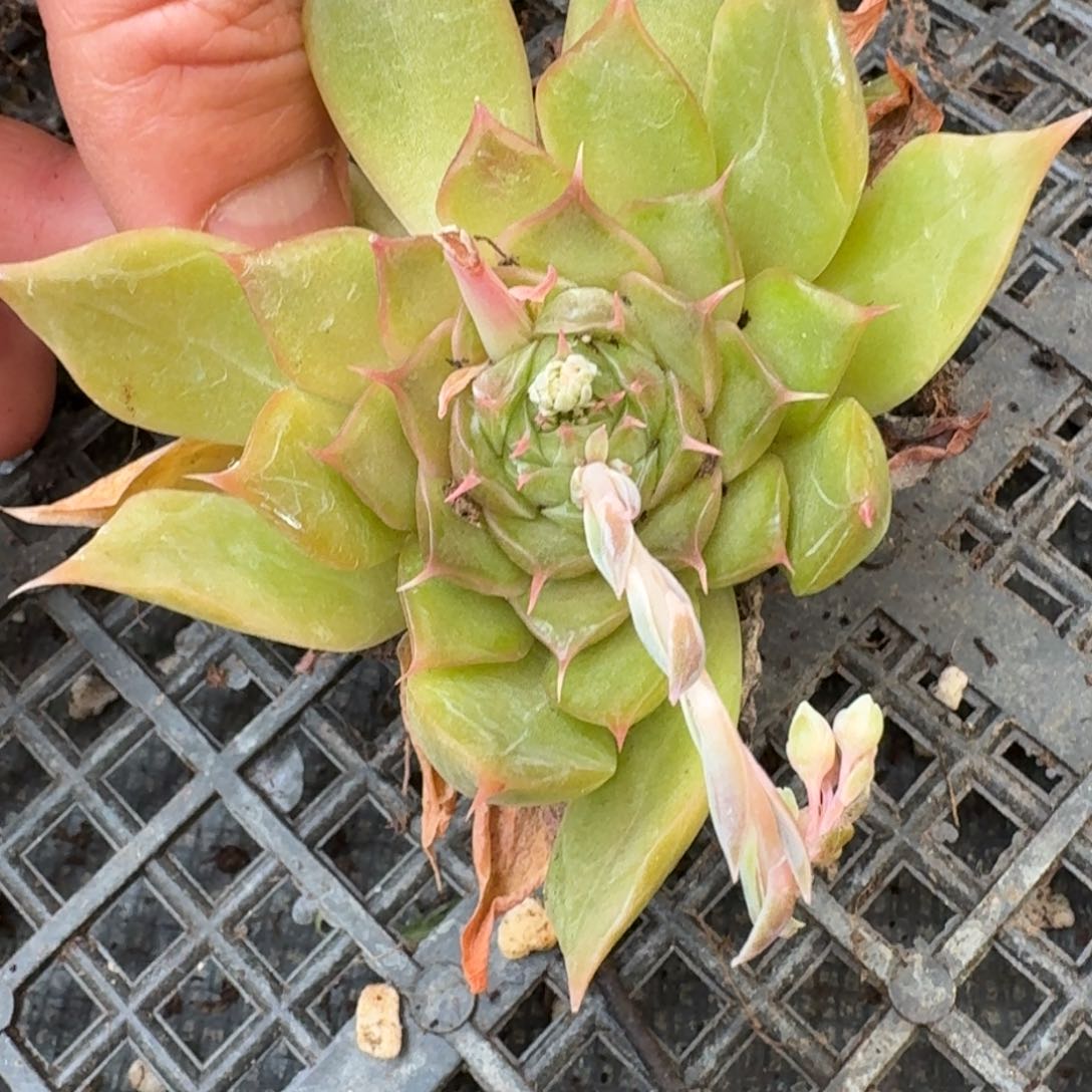 多肉杂交一物一拍27-16