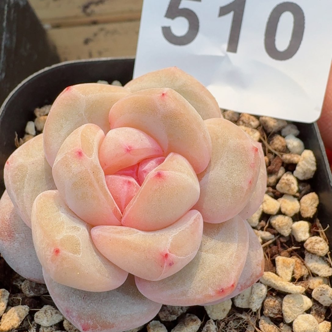 孤品         精品多肉