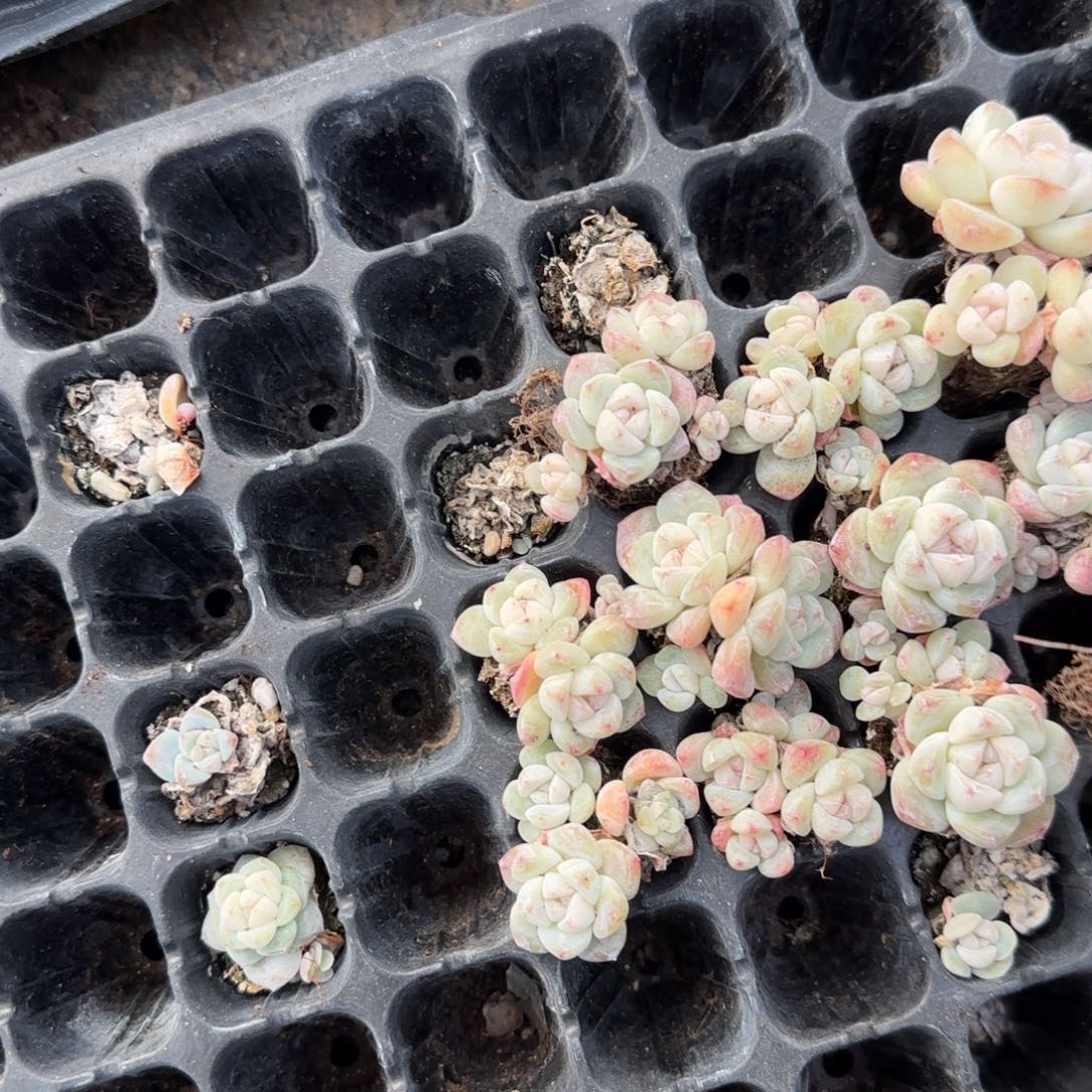 5个翡翠冰玉三头不包整满25包邮