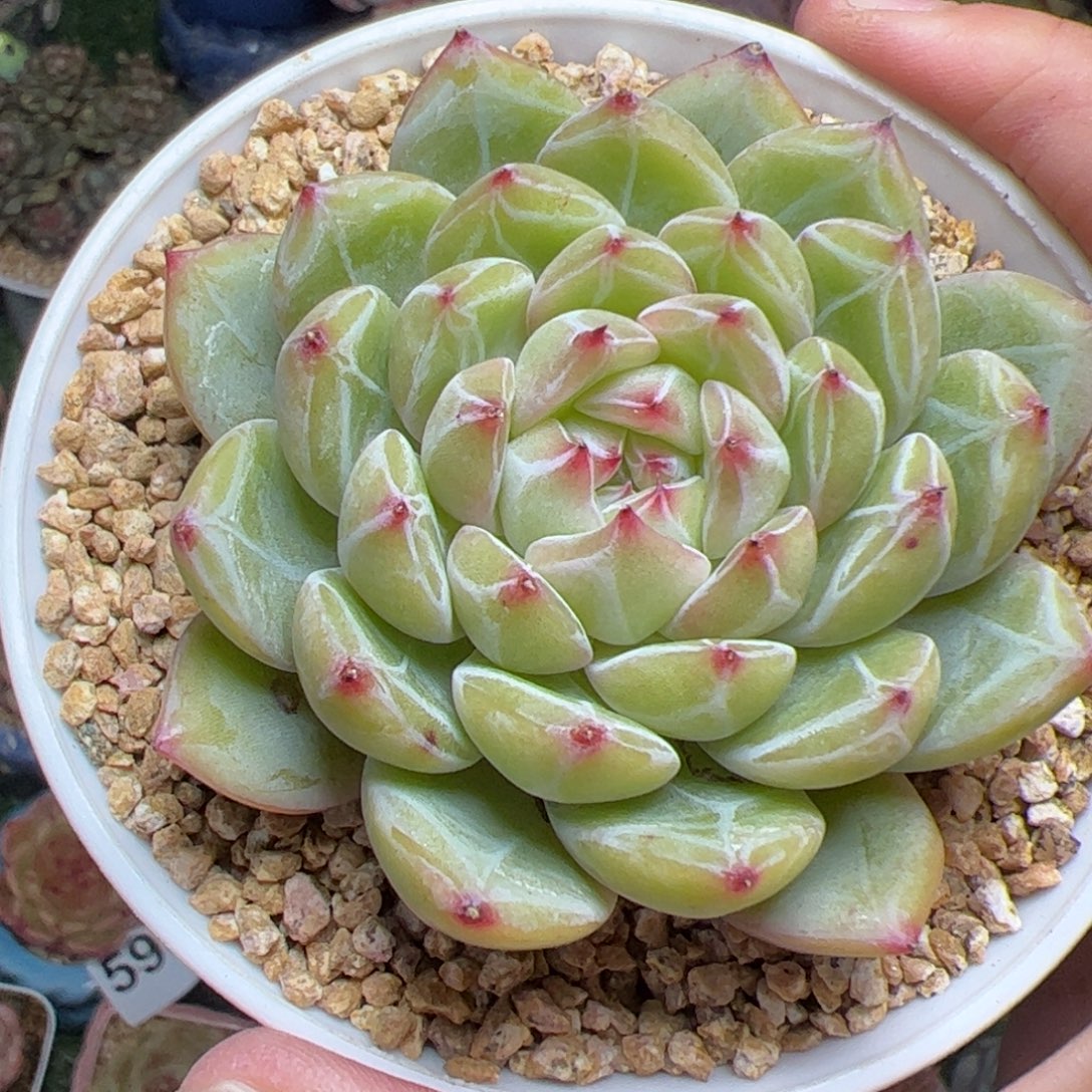 656 6cm雪花珍妮多肉植物组合盆栽