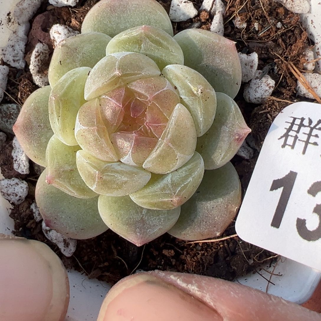 小卡拉米糖心一物一拍13-74