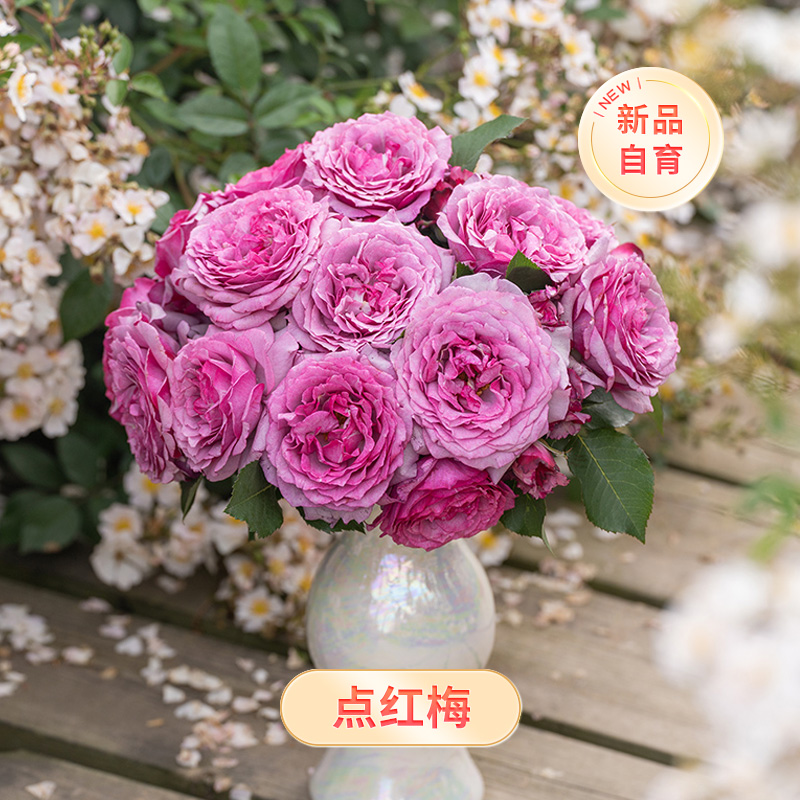 天狼月季 点红梅 庭院灌木多季自育大花浓香花苗盆栽