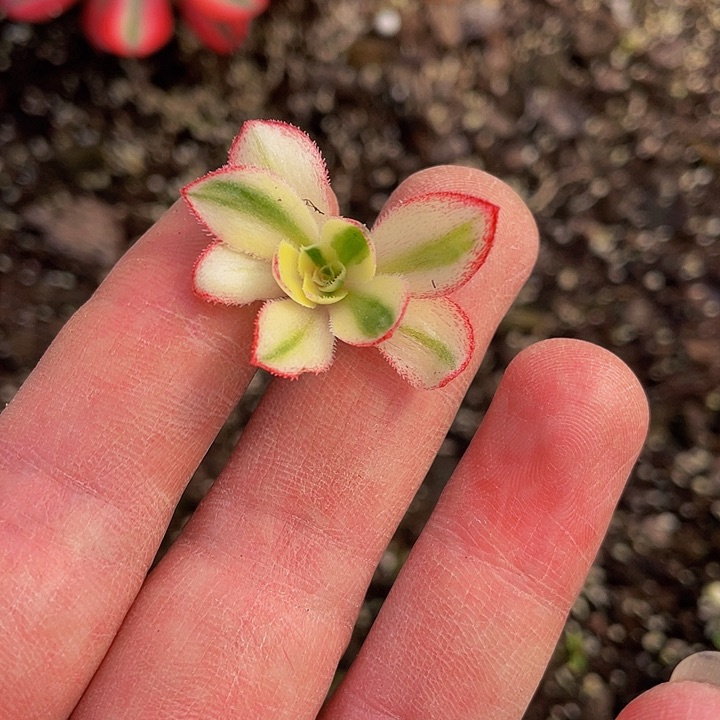 爱丽丝砍头两个多肉