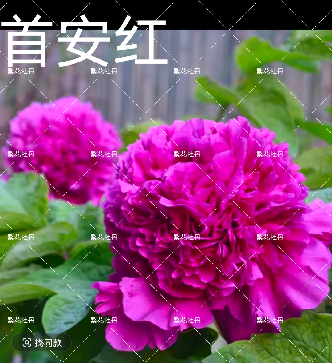牡丹《首案红》先发肥料 秋季发苗