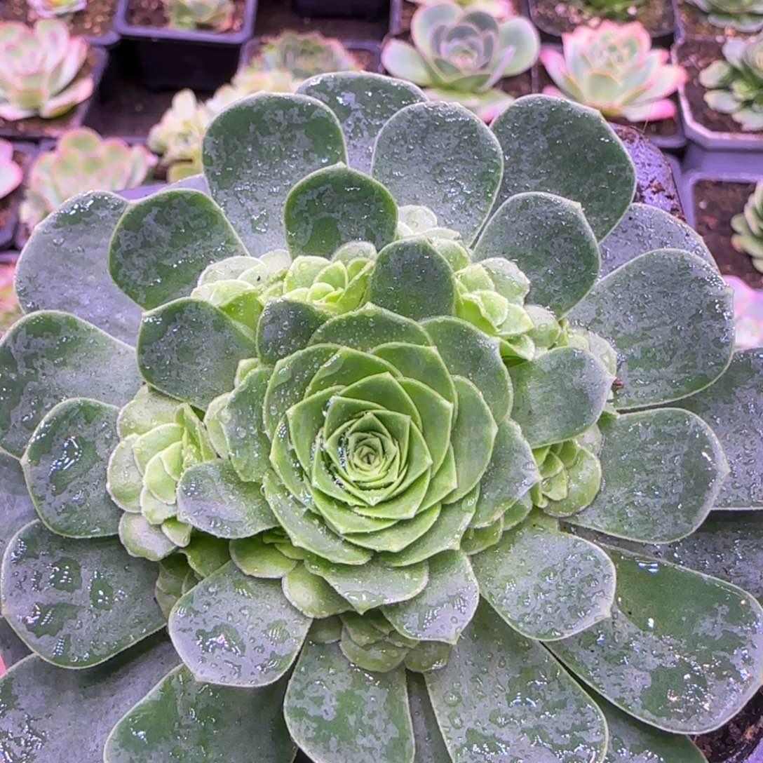 10厘米花未央玫瑰捧花14242424272