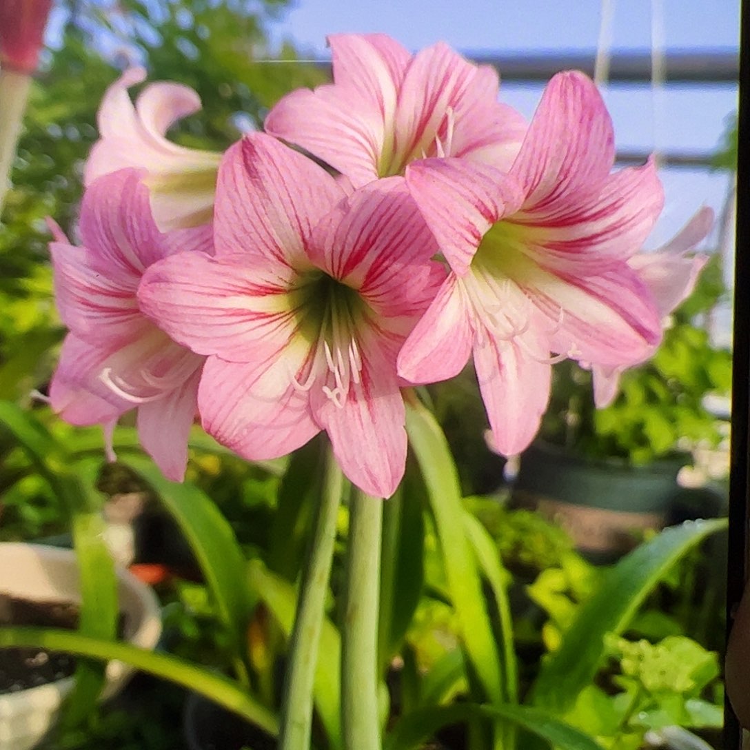 朱顶红玫瑰赌徒开花球