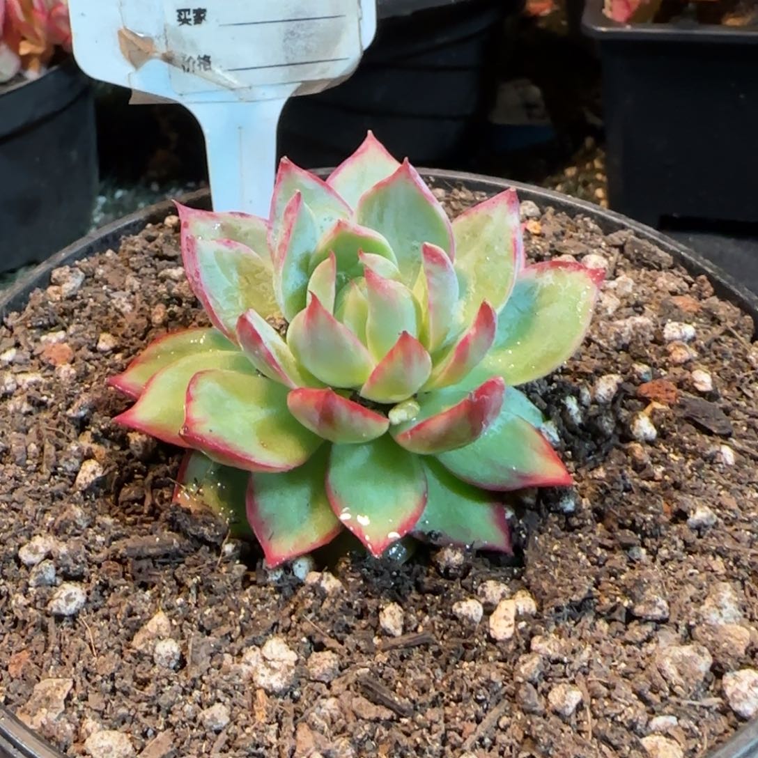 菊花拉丝惊鸿一物一拍包装收缩花750