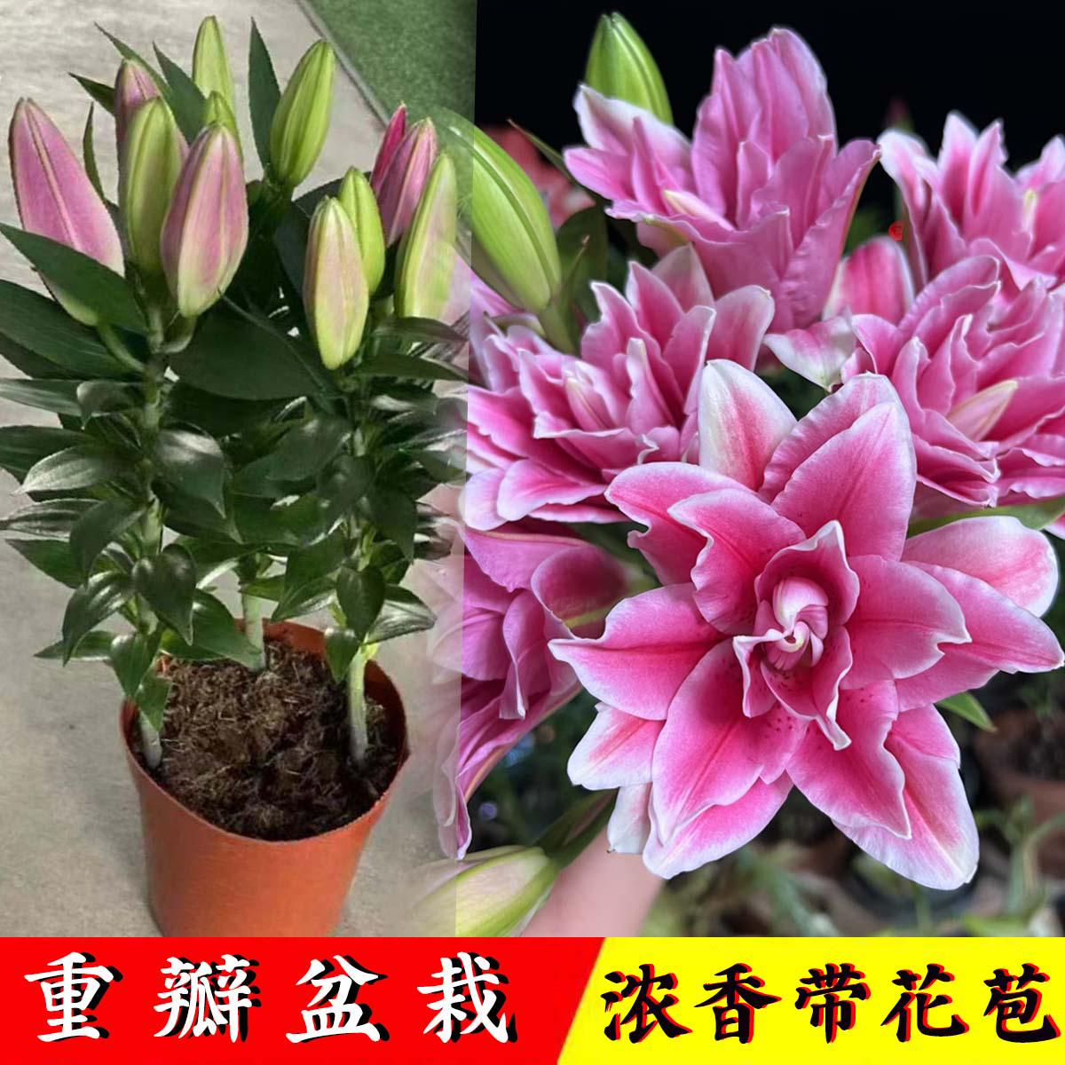 重瓣盆栽带花苞香水百合花卉室内客厅阳台四季开花耐寒浓香型绿植