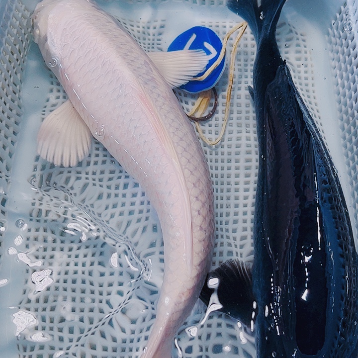 海水鱼锦鲤观赏鱼21