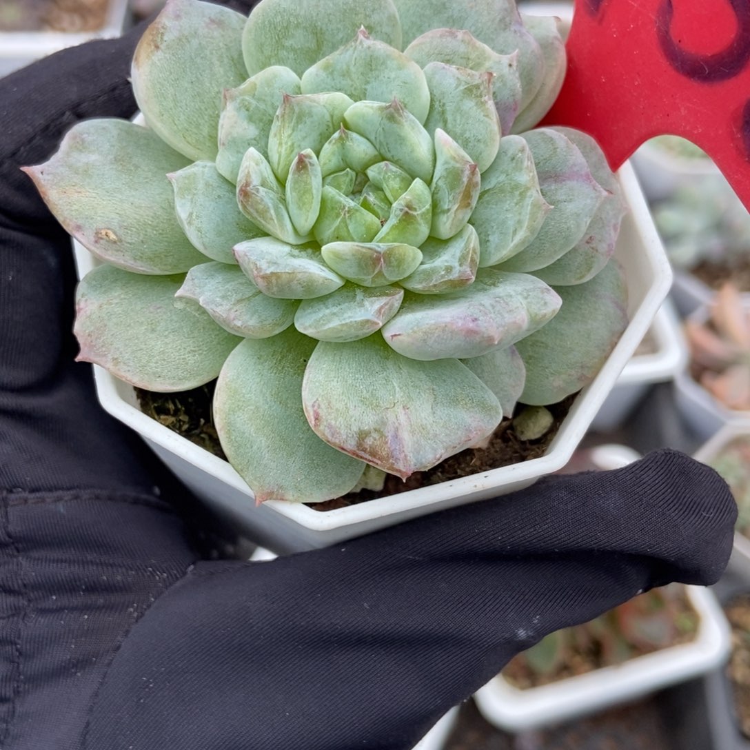 1958冰魄石化多肉植物