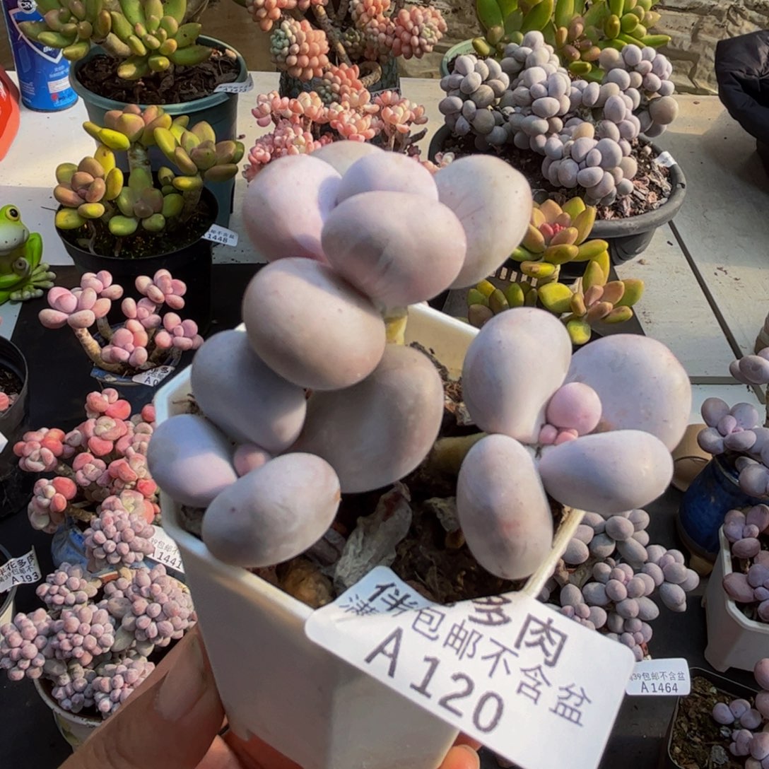 120水光针6cm多肉植物