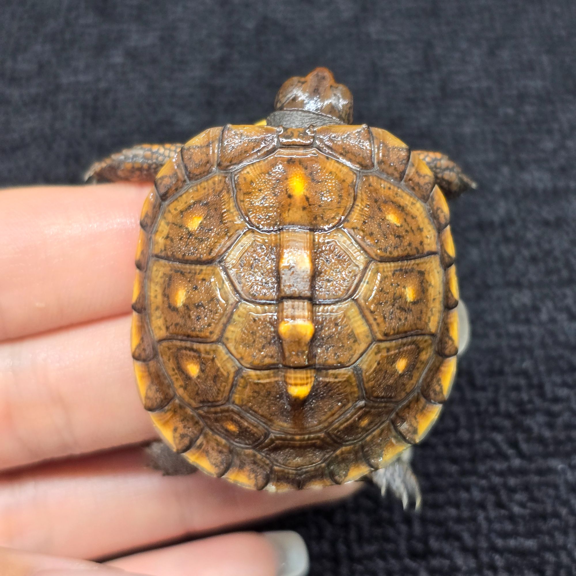 【顺丰包邮】自繁殖一龟一卡人工合法养殖，东部箱龟活体宠物观赏龟