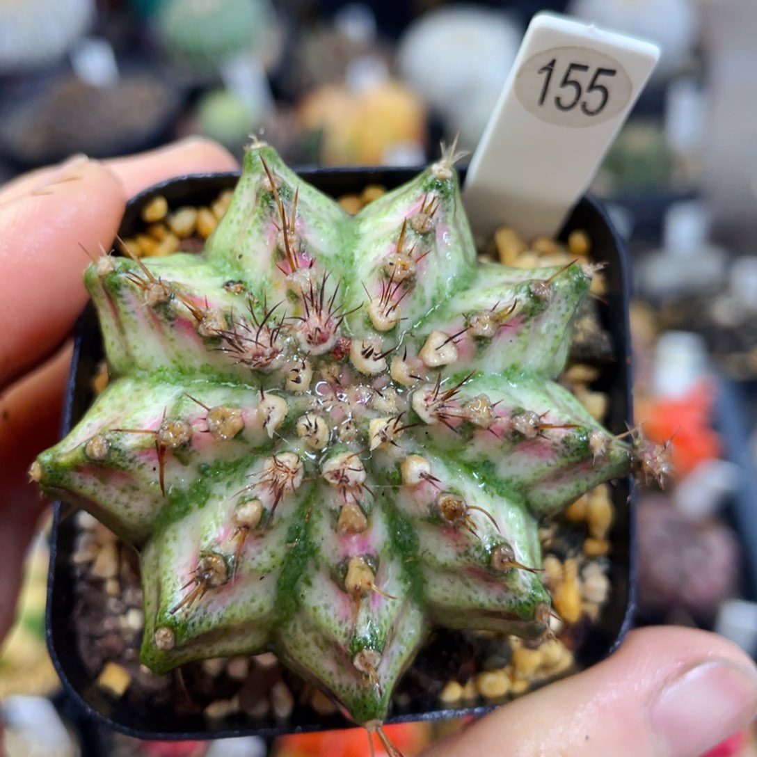 盆5公分满25包邮裸根发货