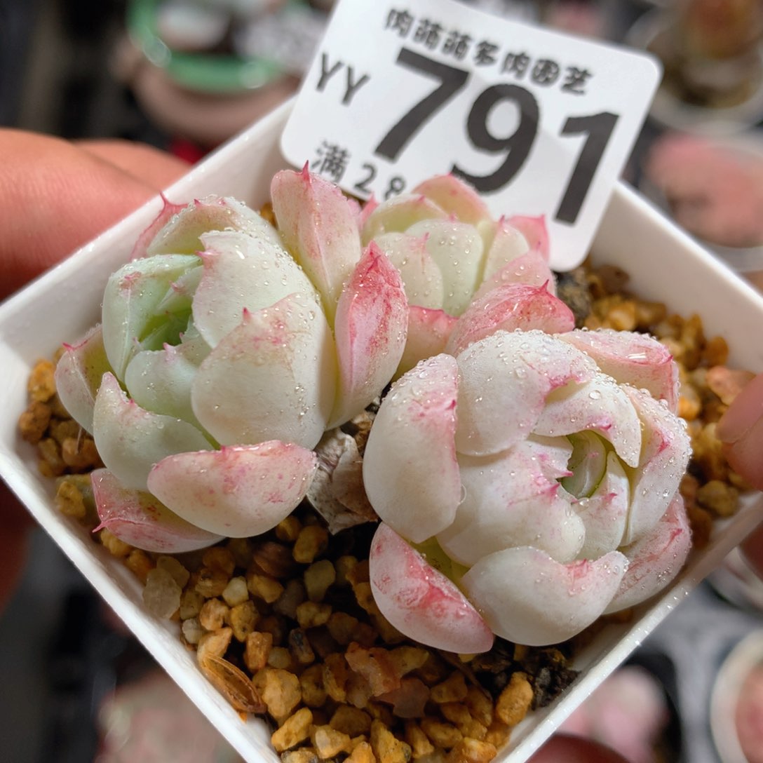 5CM拇指盆精控多肉YY791