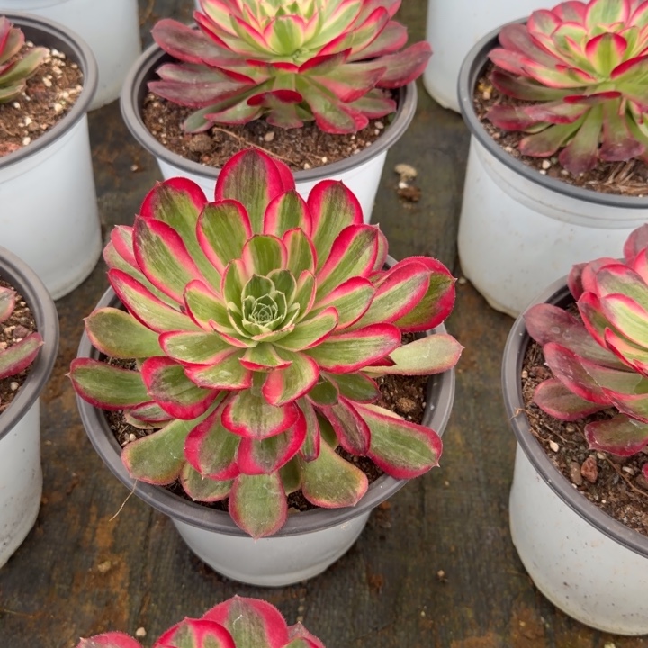 孔雀翎啊啊啊啊啊