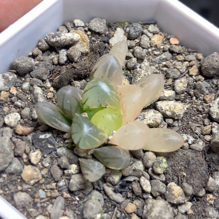 实生玉露锦一物一拍