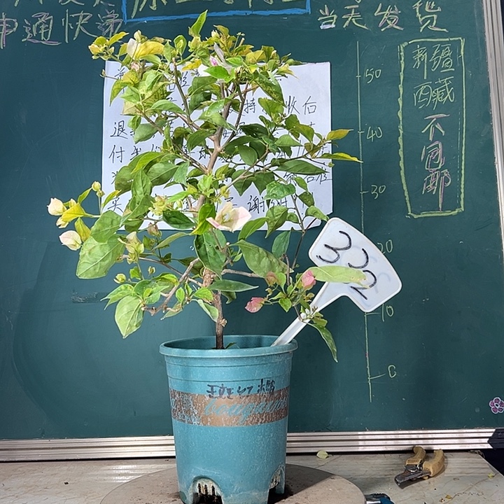 当前无花栽培后可以开花 斑红樱  332