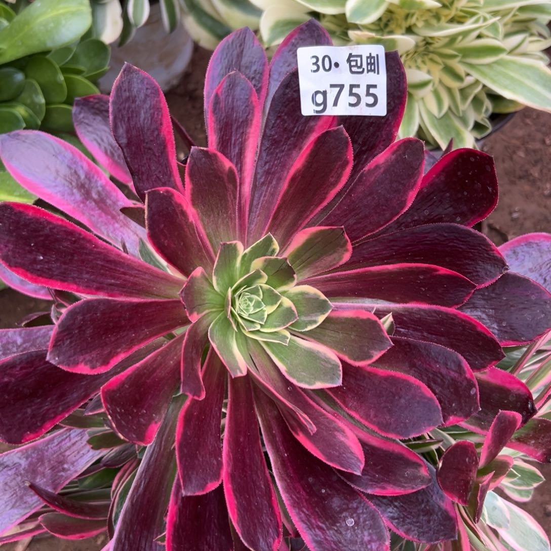 755金丝缺多肉法师