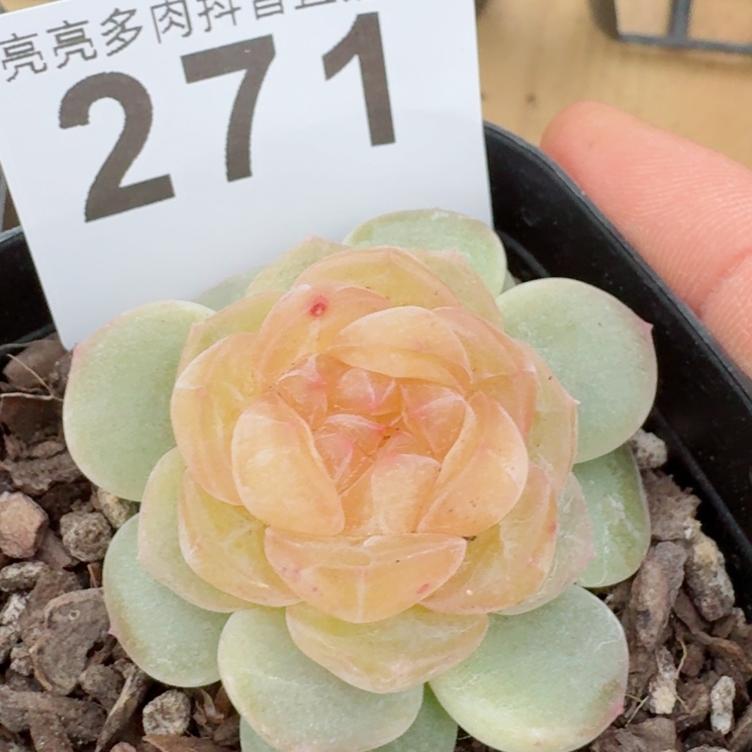 黄桃         精品多肉