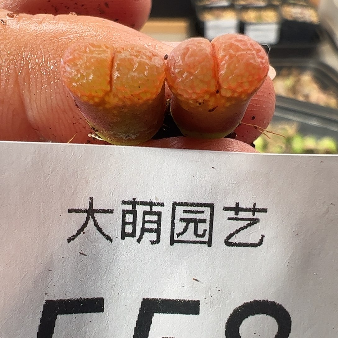 一物一拍。         558