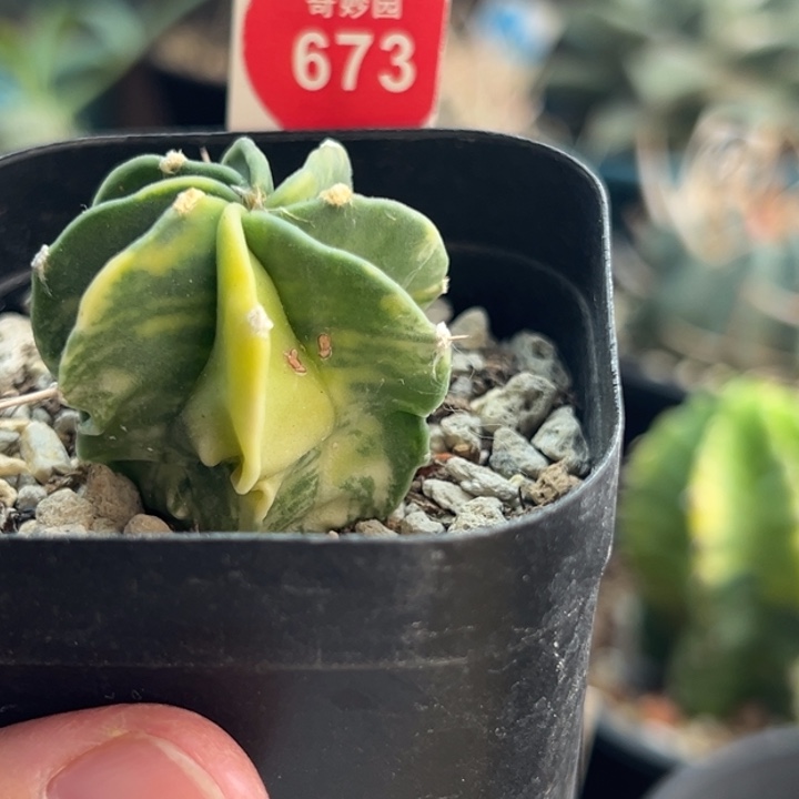 实生水牛角大凤玉锦3.3cm