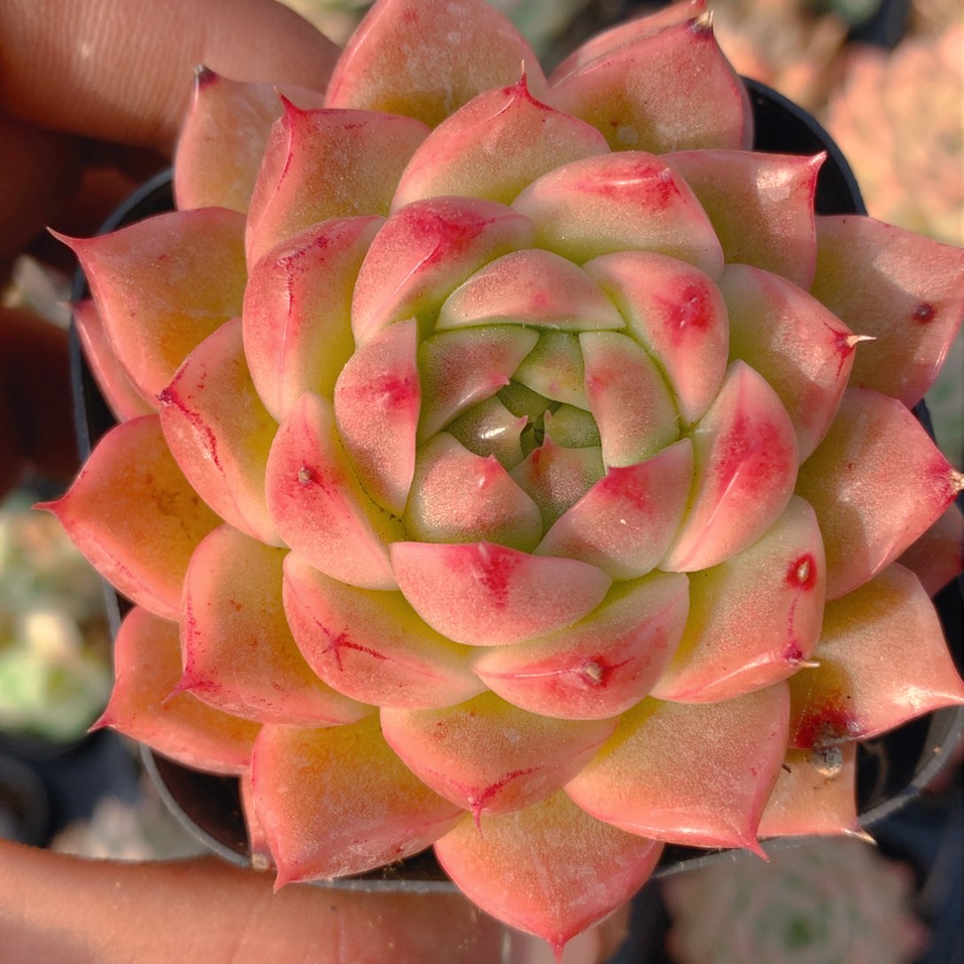 0311-33 麦杆优选