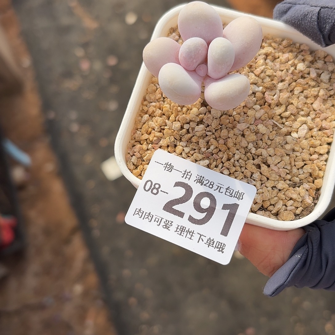 瑶****蛋黄奶无盆土发货