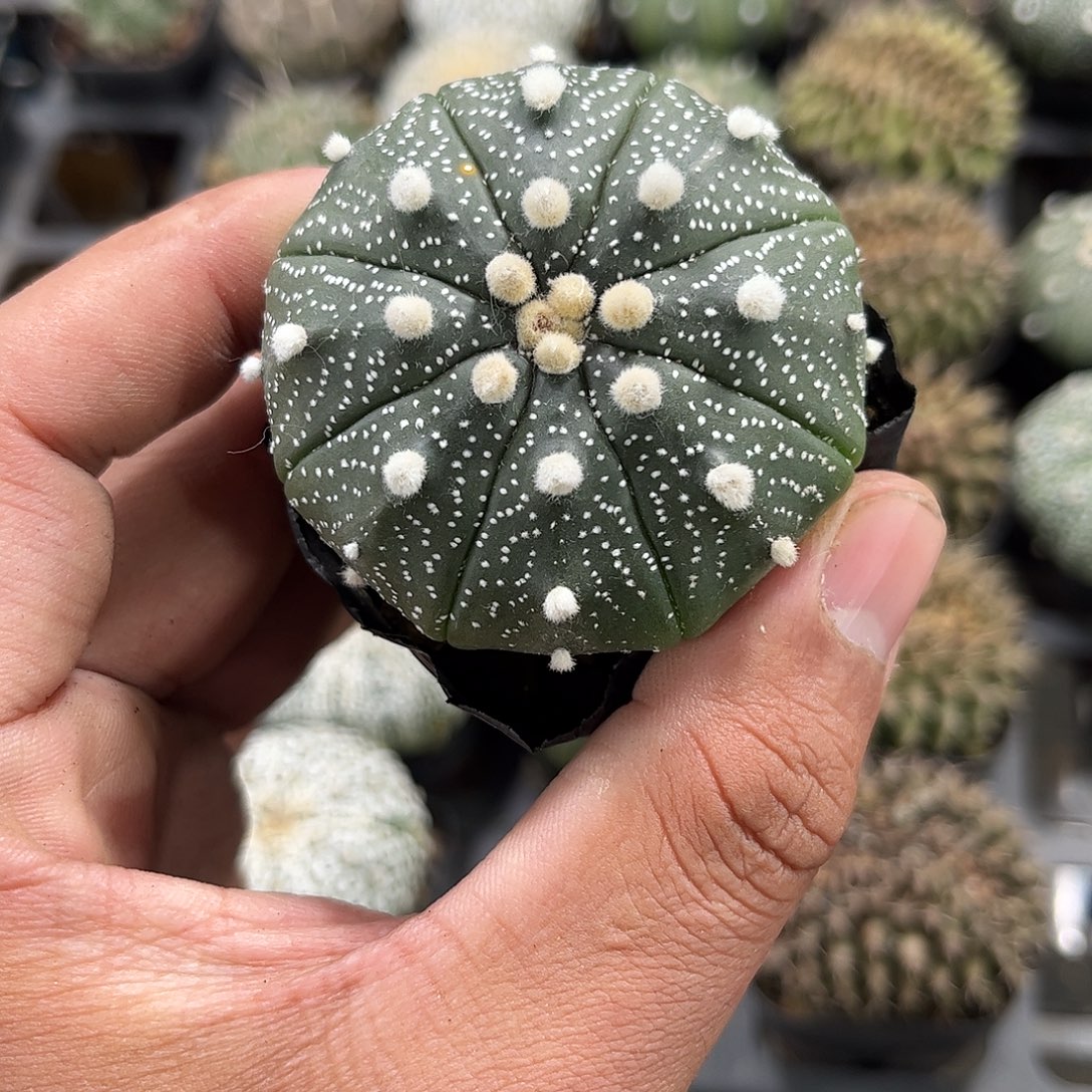 雪花兜单头发货单头发