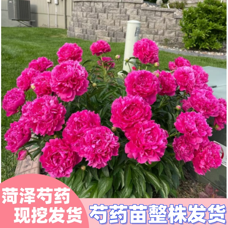 菏泽芍药花苗重瓣带芽大苗耐寒花卉阳台庭院花盆栽植物