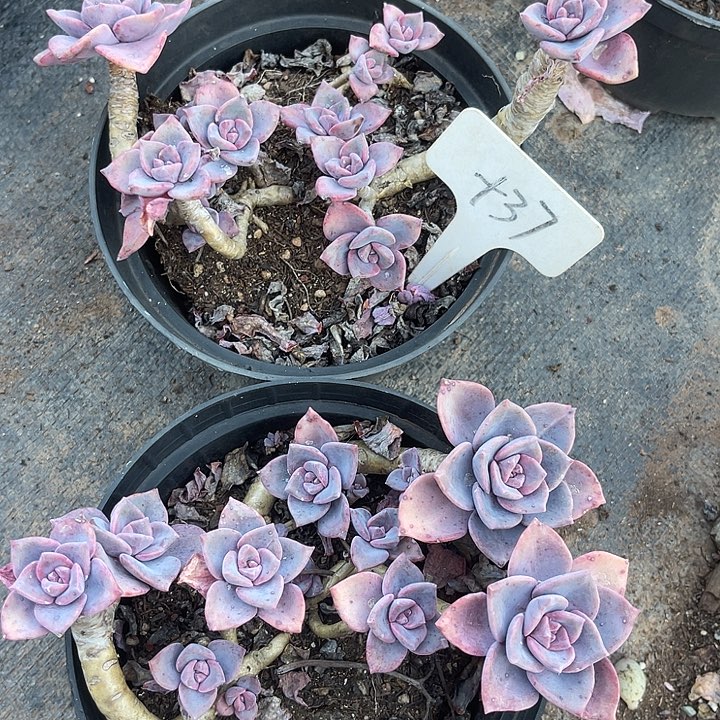 福利出肉，两单包邮，2颗37