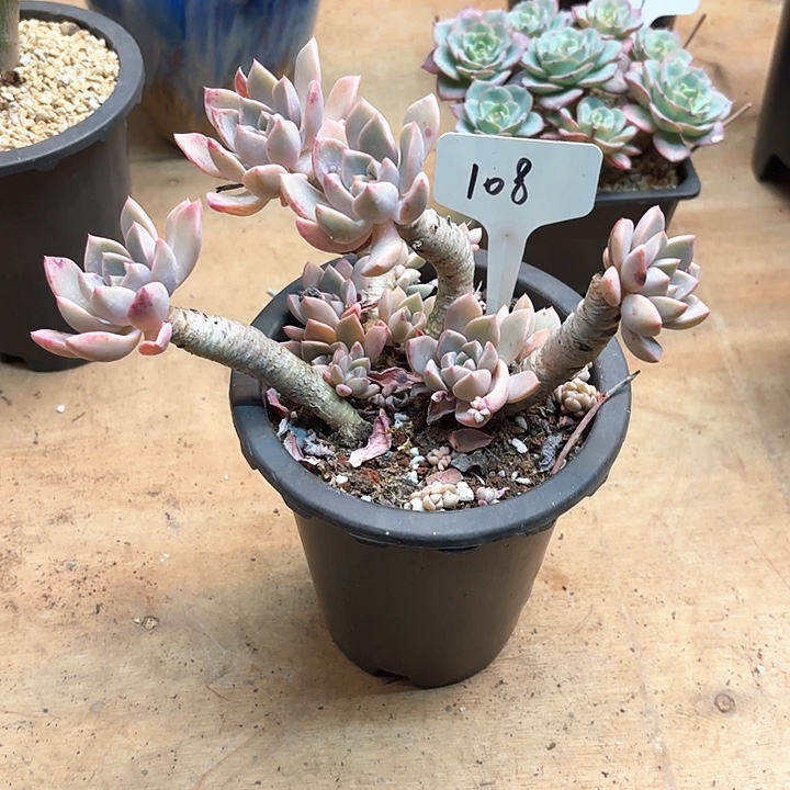 多肉植物，红粉佳人108号